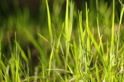 Close-up of grass growing on field