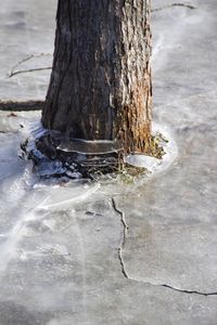 Close-up of tree trunk