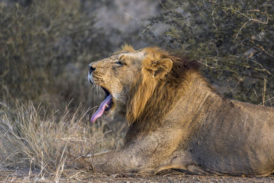 Side view of a cat