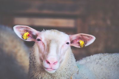 Close-up portrait of sheep