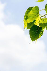 Close-up of plant against sky