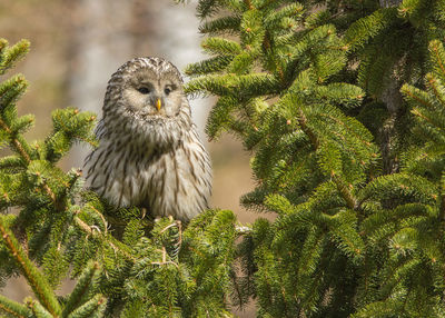 Bird perching on a tree