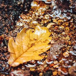 Leaves floating on water