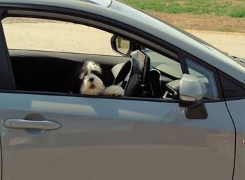 Dog in car