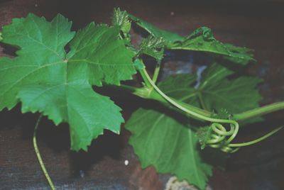 Close-up of maple leaf