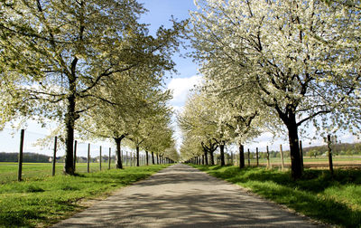 Empty road with trees in background