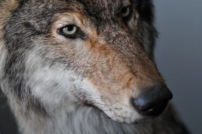 Close-up of wolf taxidermy