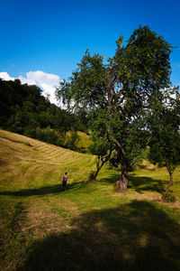 Trees on field against sky