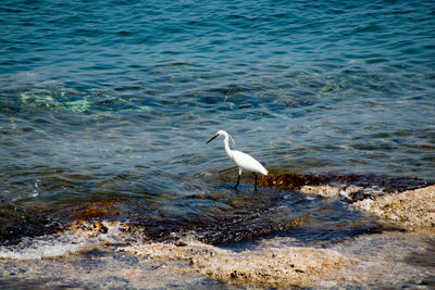 High angle view of seagull perching on the beach