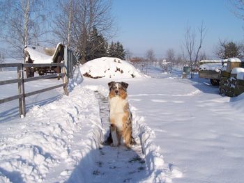 Dog on snow covered land