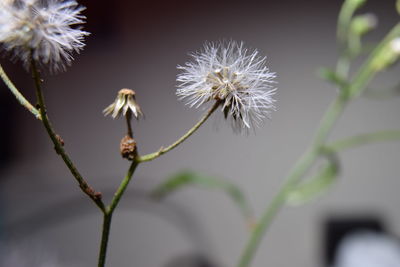 Close-up of dandelion against white background