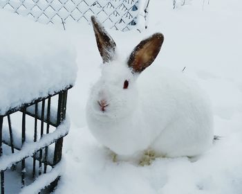 Close-up of white snow covered field