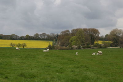 Sheep grazing on field against sky