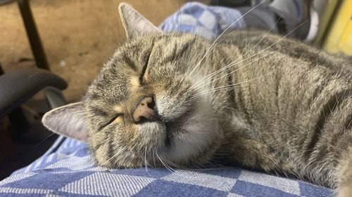 Close-up of a cat sleeping