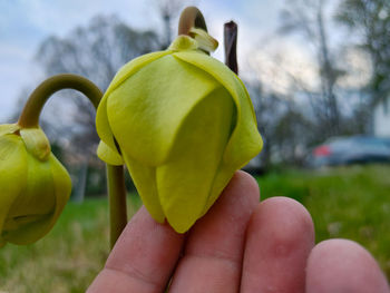 Close-up of hand holding fruit