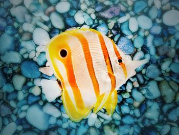 Close-up of fish in sea