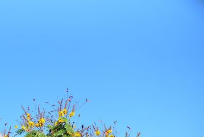 Low angle view of flowering plants against clear blue sky