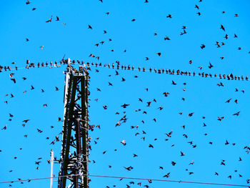 Low angle view of birds flying against blue sky