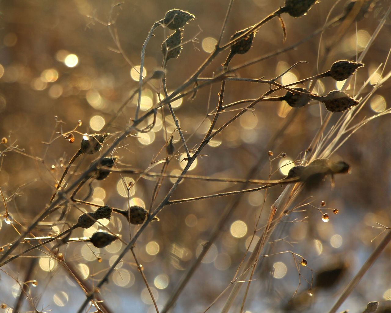 focus on foreground, close-up, spider web, twig, plant, growth, nature, branch, drop, selective focus, fragility, wet, leaf, dry, outdoors, day, dew, tranquility, no people, beauty in nature