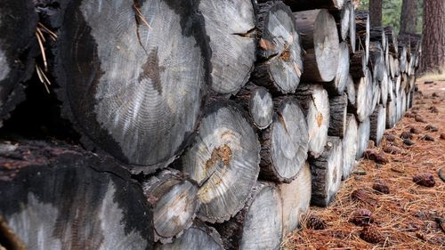 Full frame shot of logs in forest