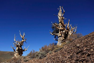 Bare tree against clear blue sky