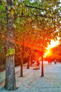 Trees in park