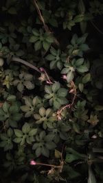 High angle view of flowering plant