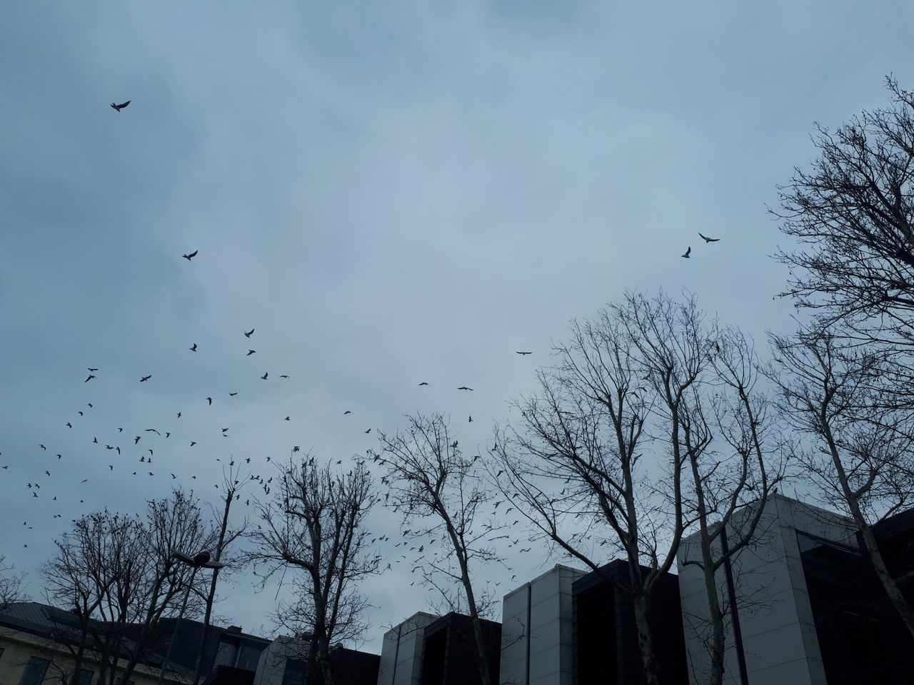 LOW ANGLE VIEW OF SILHOUETTE BIRDS FLYING OVER TREE AGAINST SKY