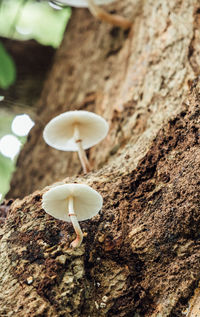 Close-up of white mushroom