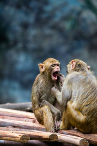 Monkeys sitting outdoors