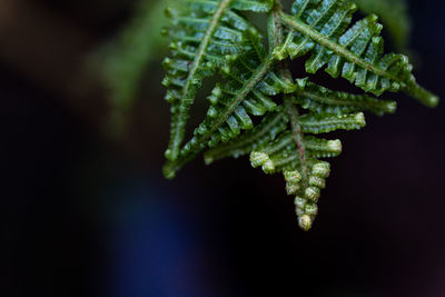 Close-up of green leaf on plant