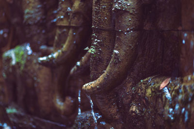 Detail shot of wet tree trunk