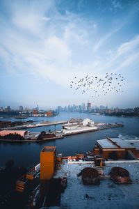 Birds flying over harbor in city against sky