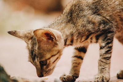 Close-up of cat sniffing ground