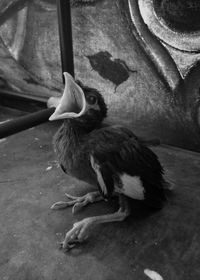 Close-up of bird perching outdoors