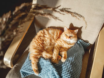 Top view on cute ginger cat lying on pillow. fluffy pet is staring on dried grass used as toy.