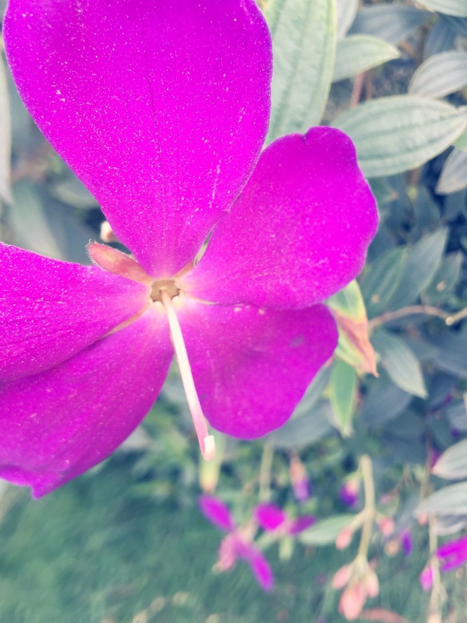 flower, petal, freshness, fragility, pink color, flower head, beauty in nature, growth, close-up, blooming, nature, focus on foreground, purple, pink, plant, in bloom, stamen, pollen, day, selective focus