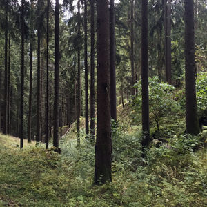 Trees growing in forest