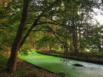 Scenic view of lake in forest