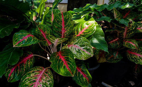 Close-up of fresh green plant