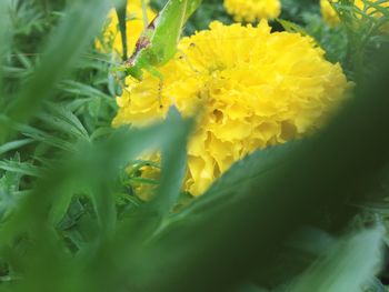 Close-up of yellow flowers