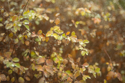 Close-up of fresh plant on field