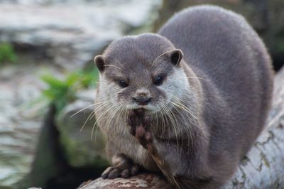 Close-up portrait of an animal