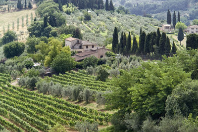 High angle view of trees and buildings