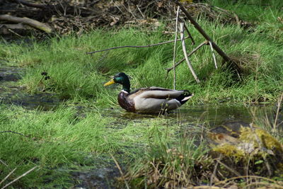 Ducks on a land