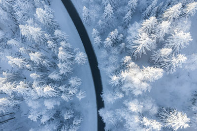 Close-up of frozen plants