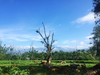 Scenic view of grassy field against cloudy sky