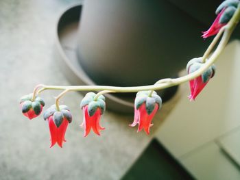 Close-up of red flowers blooming at home