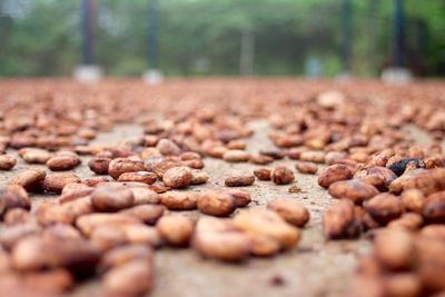 Surface level view of nuts on footpath