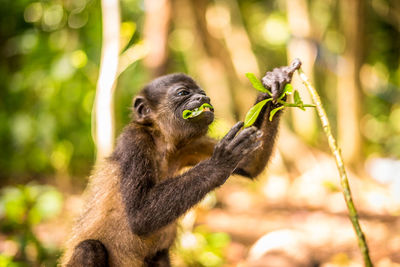 Close-up of monkey on tree in forest